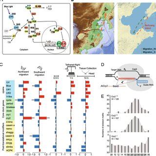 Chromosome Level Genome Assembly And Evolutionary Analysis Of Agrotis