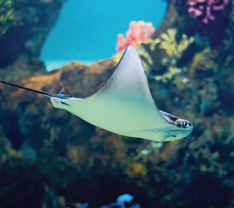 Common stingray - Malta National Aquarium