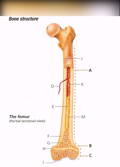 Structure Of A Long Bone Diagram Quizlet