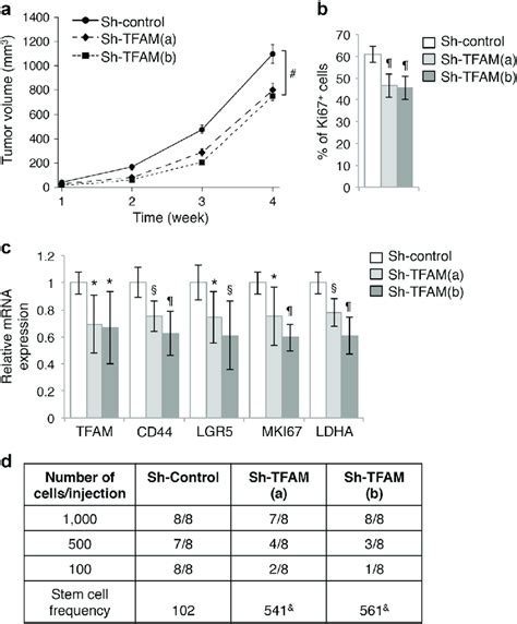 Knockdown Of Tfam Inhibits Xenograft Tumor Growth And Tumor Initiation