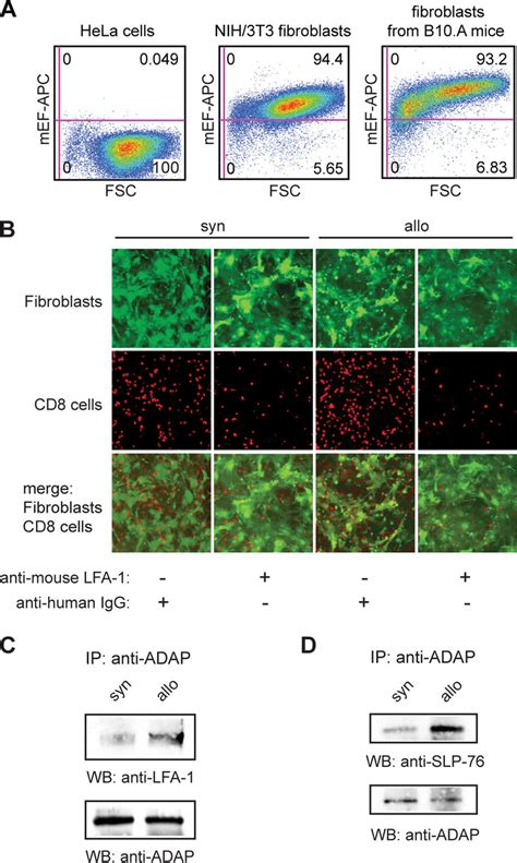 Alloactivation Enhances LFA 1 Mediated Adhesion To MHC Mismatched