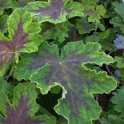 Pelargonium Chocolate Peppermint Duft Pelargonie Lundagers Gartneri