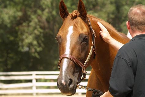 Sucralfate for Horses with Ulcers: How it Works & When to Use | Mad Barn