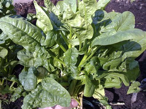 Spinach How When To Harvest