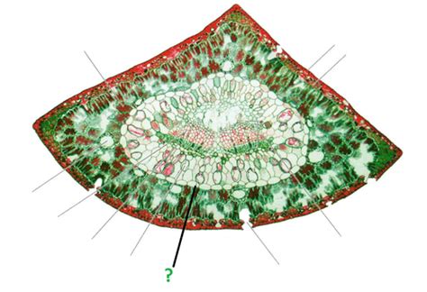 pine leaf cross section Flashcards | Quizlet