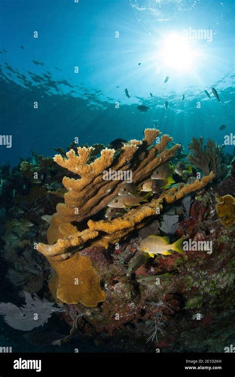 Elkhorn Coral Acropora Palmata Key Largo Florida Usa Stock