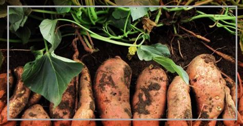 Cultivo del Camote Características técnicas y consejos Camote