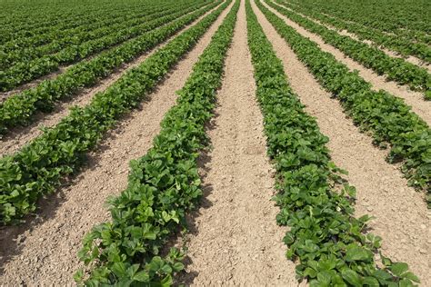 Już dziś spotkanie Zakładamy nową plantację truskawek Od czego zacząć