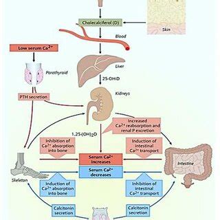 Three Main Hormones Involved In Calcium Homeostasis Pth Parathyroid