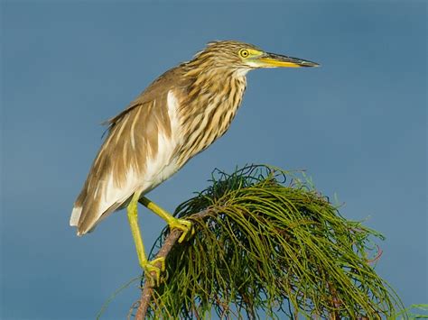 Chinese Pond Heron Ebird