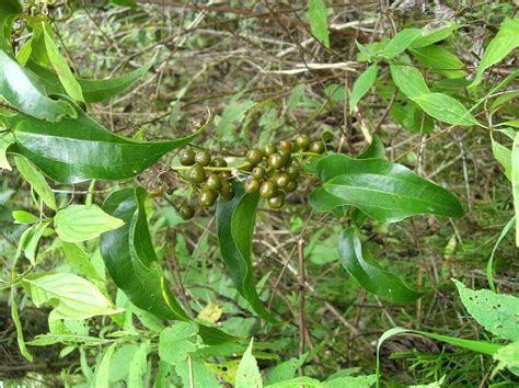 Smilax Subpubescens Smilacaceae Image At Phytoimages Siu Edu