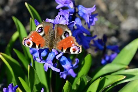 Peacock Vlinder Insect Gratis Foto Op Pixabay Pixabay