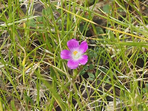 Wildflowers After Wildfire Sempervirens Fund