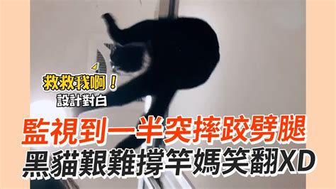 黑貓監視媽大便！下秒撐竿劈腿笑翻奴才😹｜寵物動物｜貓咪｜精選影片 Youtube