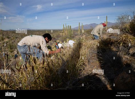 Volunteers remove buffelgrass, a non-native, invasive species, from ...