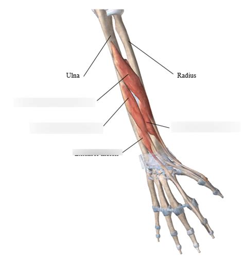 Deep Extensors Of The Wrist Diagram Quizlet