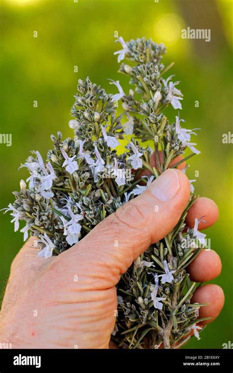 Rosmarin rosmarinus officinalis Banque de photographies et dimages à