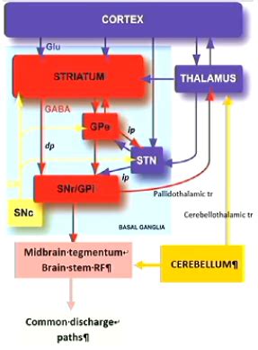 Neuro B Basal Ganglia Flashcards Quizlet