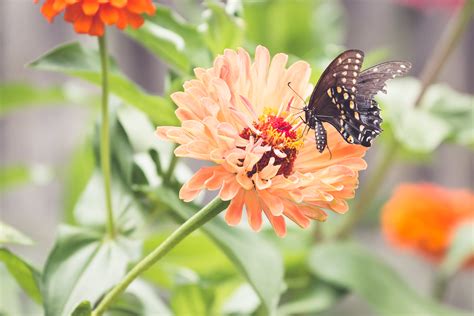 Summer Magicthe Flying Flowers Minding My Nest