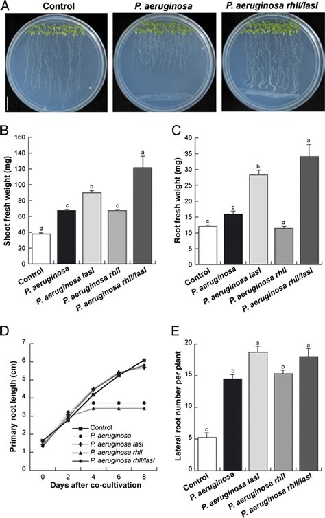 Effect Of Cocultivation With P Aeruginosa Wt And Qs Mutant Strains On