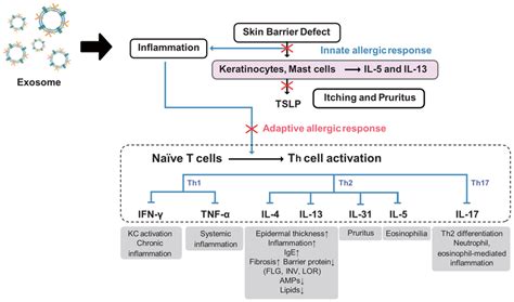 Proposed Mechanism Of Exosomes For Atopic Dermatitis