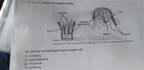 12 observe a imagem abaixo Os animais representados nessa imagem são A