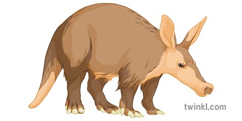 Aardvark General Animal Secondary Twinkl