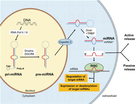 Biogenesis Of Mirnas Biogenesis Of Mirnas Download Scientific Diagram