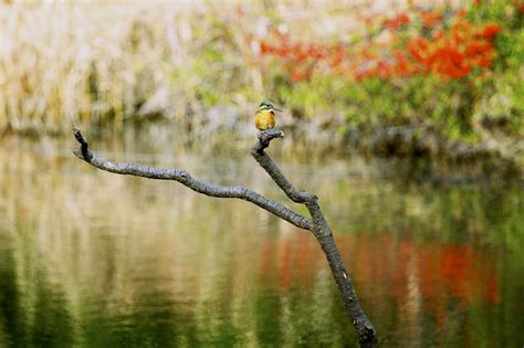 Wallpaper Birds Animals Water Nature Reflection Grass Branch