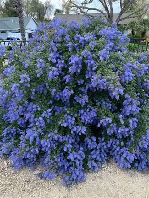 5-6 Foot Evergreen Shrubs For Privacy | Balcony Garden Web