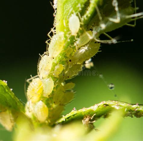 Aphid Infestation Stock Image Image Of Destructive