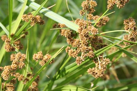 Green Bulrush (Scirpus atrovirnes) Six-pack