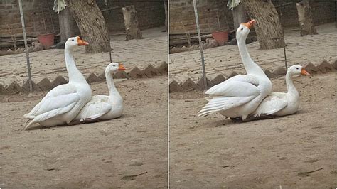 White Geese Mating White Big Ducks Mating Youtube