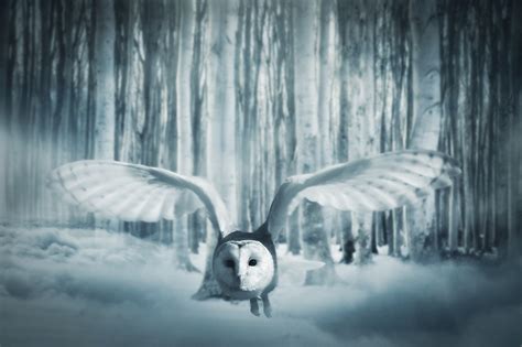 Owl Forest Fog - Free photo on Pixabay