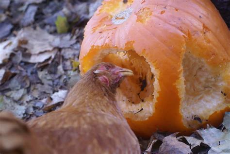 The Very Best Healthy Treats For Chickens Backyard Chicken Project