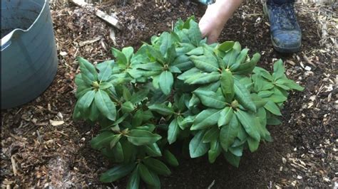 Comment Planter Un Rhododendron En Terre Meteor