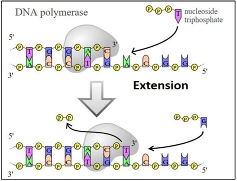 9 2 Dna Replication Biology Libretexts