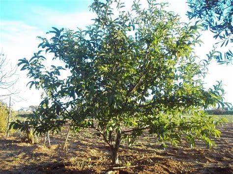 Guayaba Qu Es Origen Beneficios Tipos Valor Nutricional Y M S