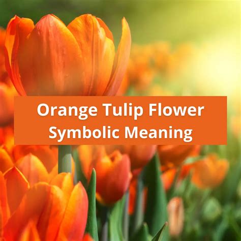 Orange Tulip Flowers Symbolic Meaning