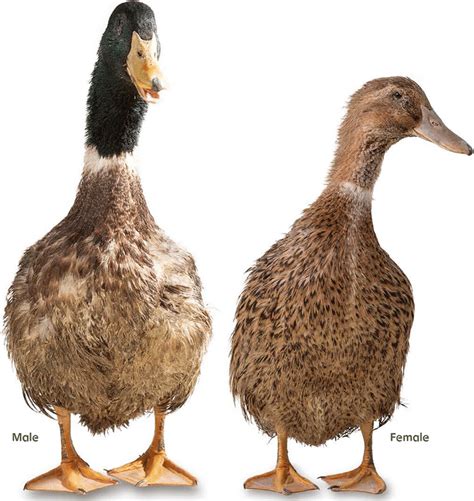 Appearance Of Male And Female Korean Native Duck Pictures Were