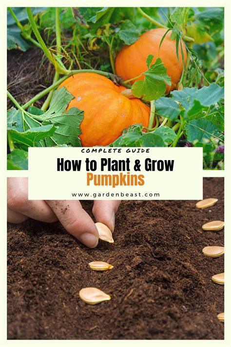 How To Plant Grow Pumpkins Complete Guide Artofit