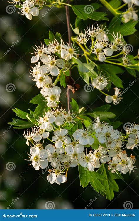 Close Up Of A Branch Of Midland Hawthorn Or Crataegus Laevigata With A