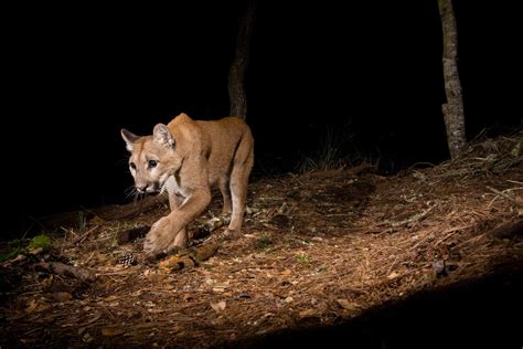 California Wildlife Program: Safeguarding Connectivity for Wildlife ...