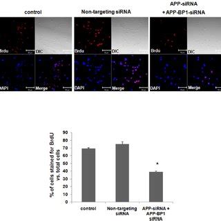 SiRNA Mediated APP Knock Down Significantly Increases The Proliferation