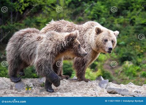 Brown Mother Bear Protecting Her Cub In A Forest Stock Image Image Of