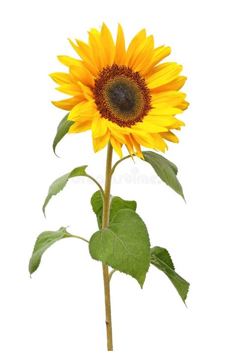 Helianthus Annuus Merveilleux De Tournesol D Isolement Sur Le Fond