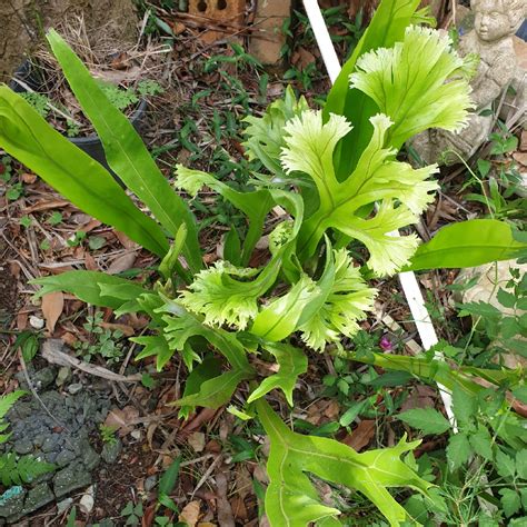 Asplenium Antiquum Leslie Birds Nest Fern Leslie In GardenTags