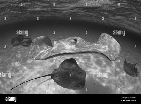 Stingray Black and White Stock Photos & Images - Alamy