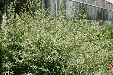 Dappled Willow Tree Care Plantly