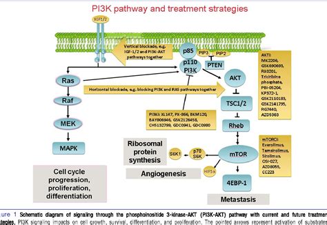 Akt Pathway Cancer